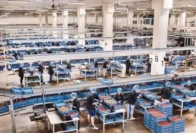 "弹丸小国"荷兰农业技术先进的可怕,就连美国佬都要敬畏三分